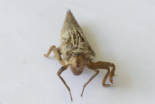 Cordulegaster boltonii